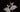 THE BALLET SERIES