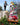 Little Dream Big round up