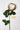 Flowers Deadstock Drop: #13 Elderberry Shrub