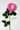 Flowers Deadstock Drop: #1 Peony
