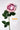 Flowers Deadstock Drop: #24 Four O'Clock