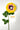 Flowers Deadstock Drop: #2 Oh Yes Sunflower!