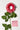 Flowers Deadstock Drop: #46 Daisy Chain