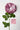 Flowers Deadstock Drop: #51 Chick A Boom