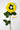 Flowers Deadstock Drop: #5 Black Eyed Swan