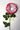 Flowers Deadstock Drop: #63 The Secret Garden